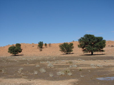 Kalahari
